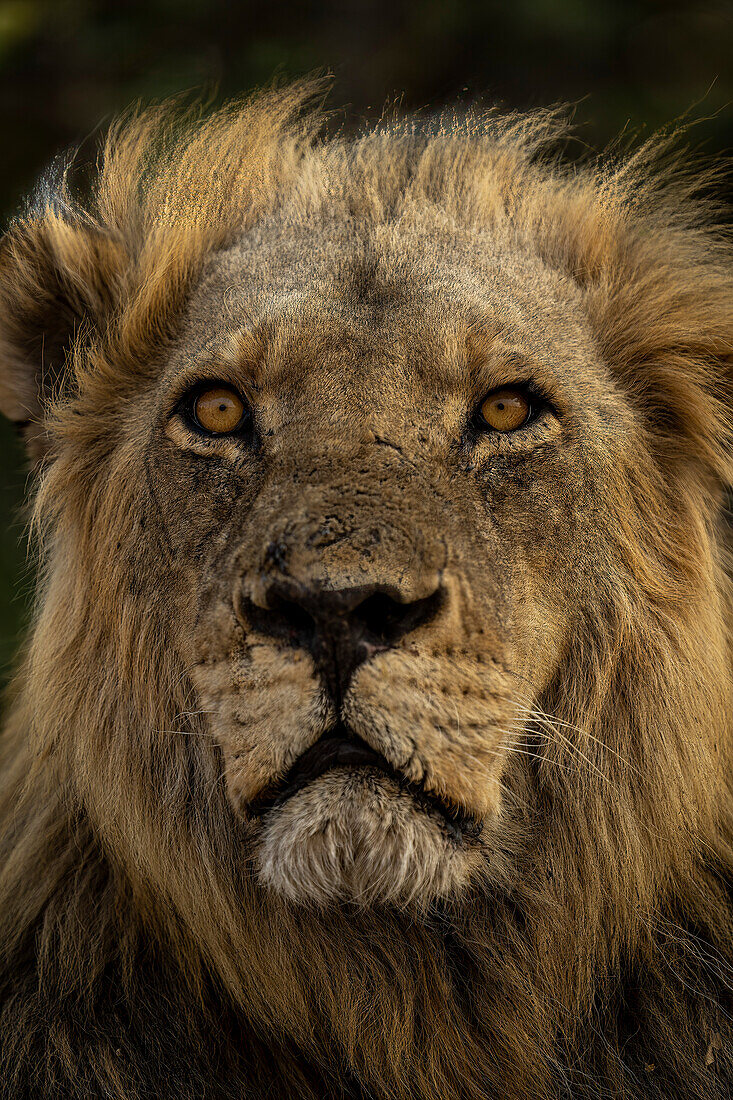 Nahaufnahme eines Löwengesichts mit Mähne,(Panthera leo) Porträt, im Chobe National Park,Chobe,Botswana