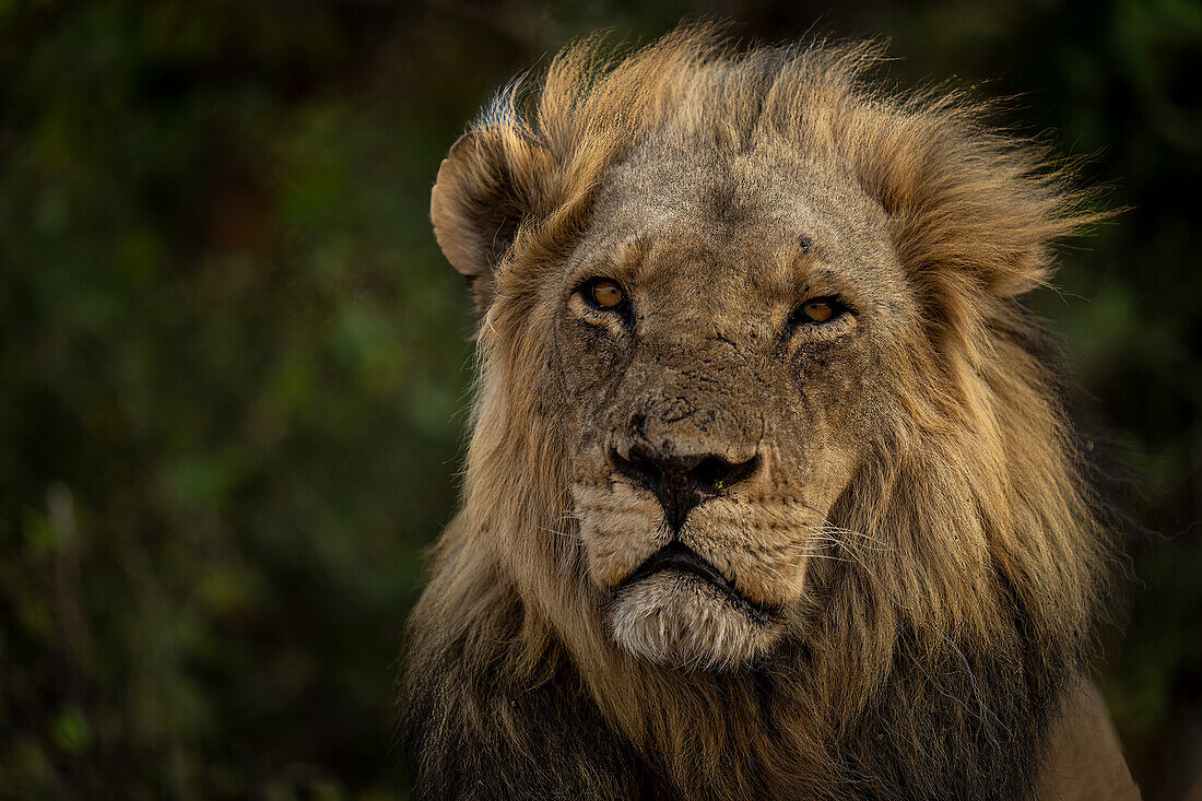 Nahaufnahme eines Löwengesichts mit Mähne,(Panthera leo) Porträt, in die Kamera starrend, Chobe National Park,Chobe,Botswana