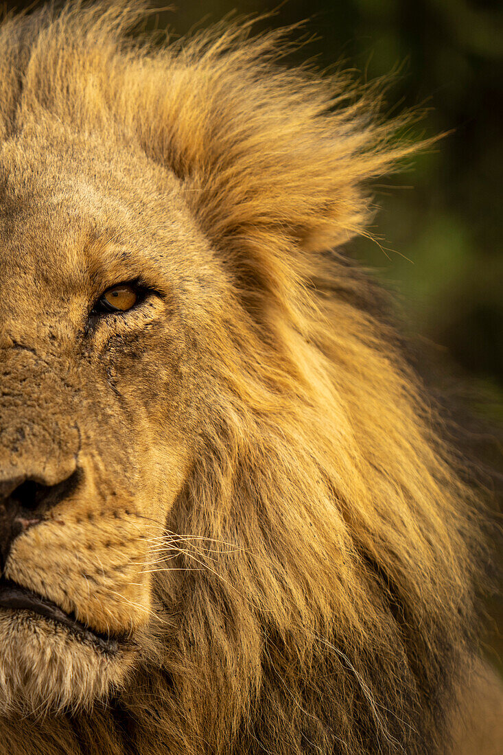 Nahaufnahme eines halben männlichen Löwen (Panthera leo) im Chobe-Nationalpark, Chobe, Botsuana