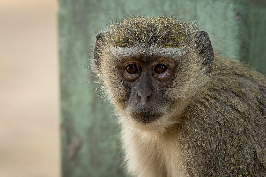 Nahaufnahme eines Grünen Meerkatzen (Chlorocebus pygerythrus), der im Chobe-Nationalpark, Chobe, Botswana, sitzt und in die Kamera schaut