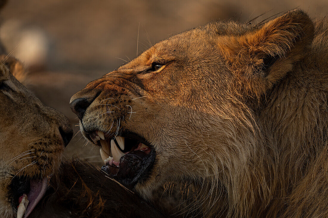 Close-up of young,male lion feeding on buffalo on the savanna in Chobe National Park,Chobe,Botswana