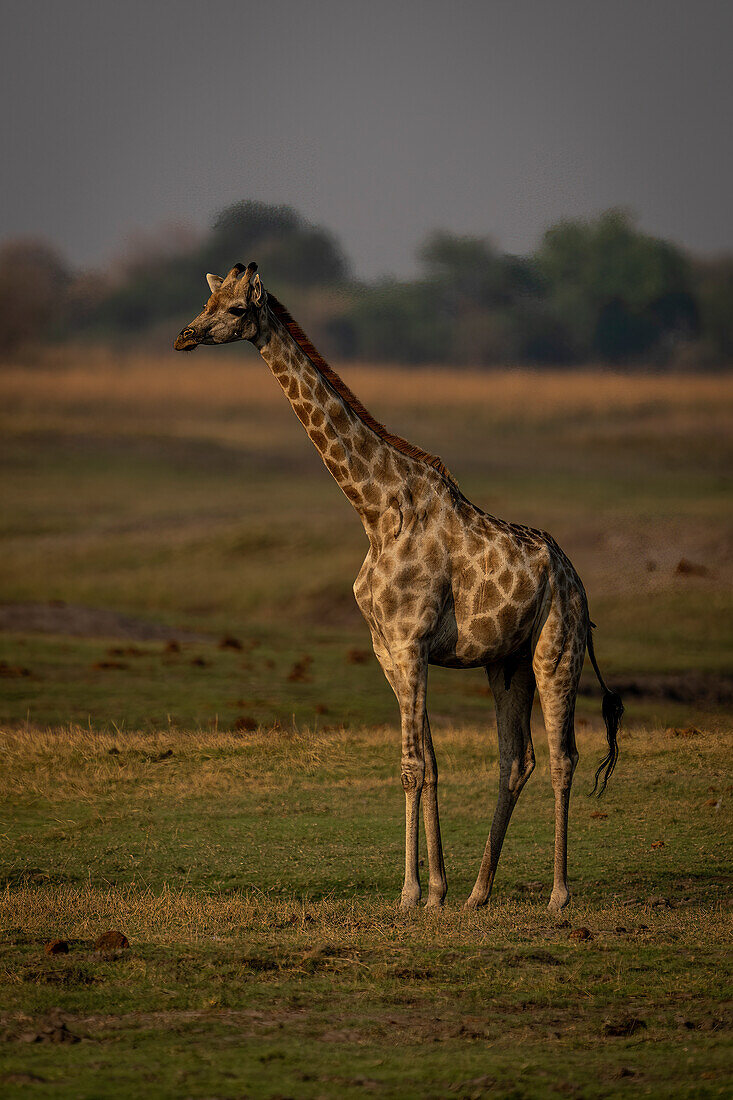 Porträt einer weiblichen Südlichen Giraffe (Giraffa giraffa), die auf kurzem Gras in der Savanne im Chobe-Nationalpark steht, Chobe, Botswana