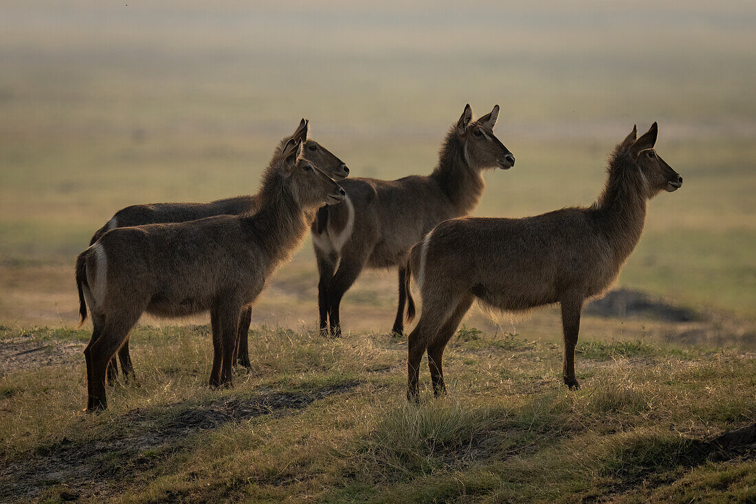 Four female,common waterbucks (Kobus ellipsiprymnus) standing on the savanna together,staring right in Chobe National Park,Chobe,Bostwana