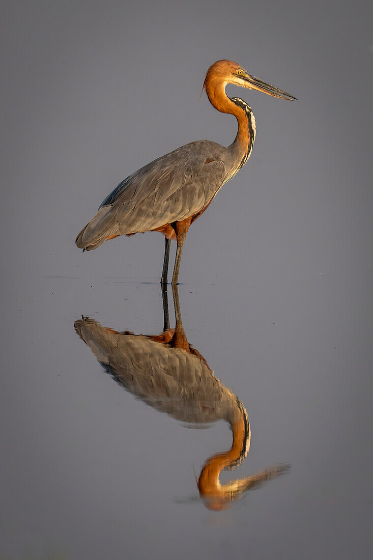 Nahaufnahme eines Goliath-Reihers (Ardea goliath), der sich im seichten Wasser spiegelt, im Chobe-Nationalpark,Chobe,Botswana