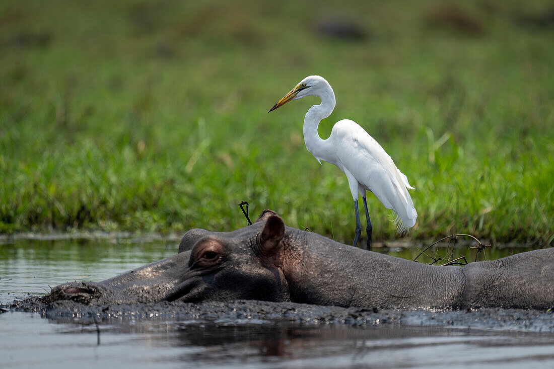 Close-up portrait of a great white egret,(Ardea alba) standing in river behind hippo (Hippopotamus amphibius) in Chobe National Park,Chobe,Botswana