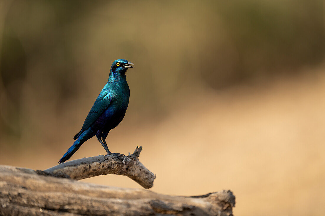 Nahaufnahme eines größeren Blauohrsterns (Lamprotornis chalybaeus), der auf einem toten Ast im Sonnenschein im Chobe-Nationalpark steht,Chobe,Botsuana