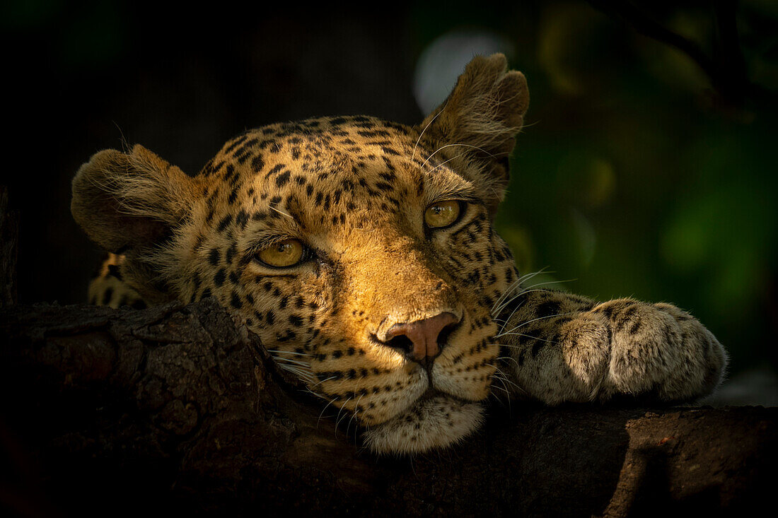 Nahaufnahme eines Leopardenweibchens (Panthera pardus), das im gedämpften Sonnenlicht liegt und mit dem Kopf auf einem Ast ruht, während es die Kamera beobachtet, im Chobe-Nationalpark, Chobe, Botswana