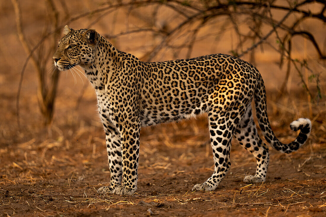 Porträt eines Leoparden (Panthera pardus) auf sandigem Boden stehend, nach links blickend, Chobe National Park,Chobe,Botswana