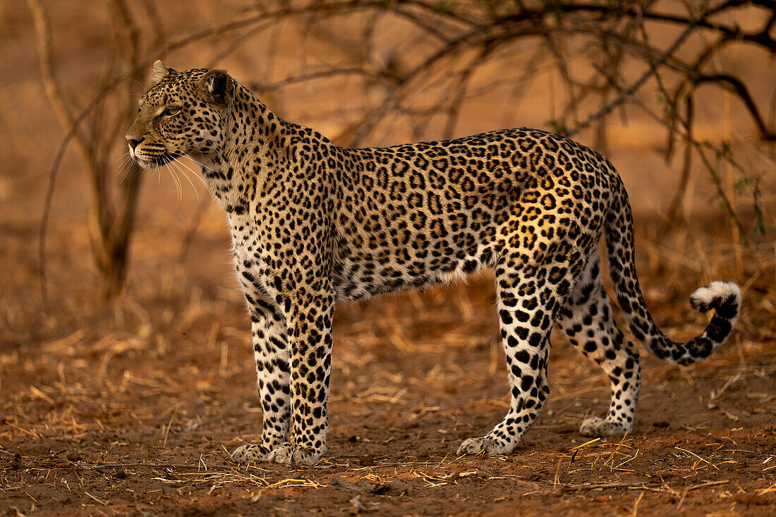 Portrait of a leopard (Panthera pardus) standing on sandy ground looking left,Chobe National Park,Chobe,Botswana
