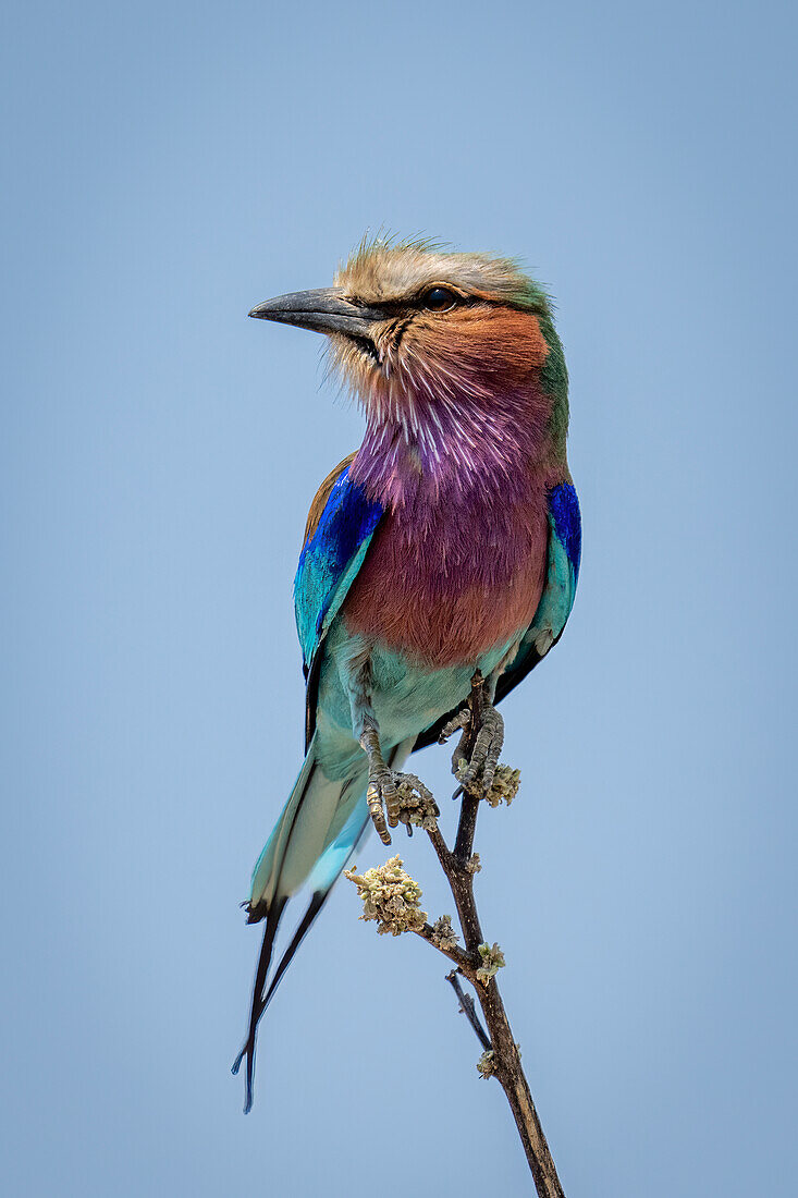 Porträt einer Fliederwalze (Coracias caudatus), die auf einem dünnen Ast sitzt und den Kopf dreht, Chobe-Nationalpark, Chobe, Botswana