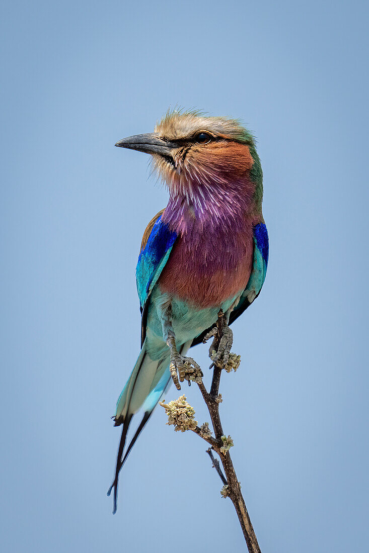 Portrait of a lilac-breasted roller (Coracias caudatus),perched on a thin branch,turning head,Chobe National Park,Chobe,Botswana