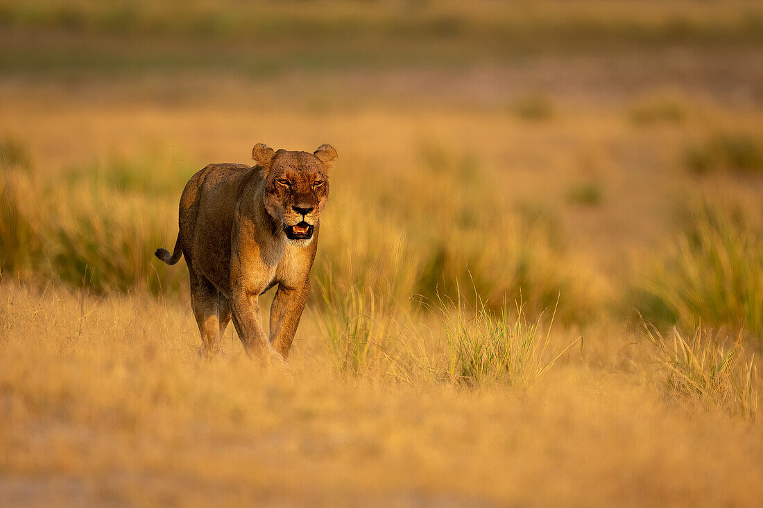 Lioness (Panthera leo) walking across the grassy floodplain in sunshine in Chobe National Park,Chobe,Botswana