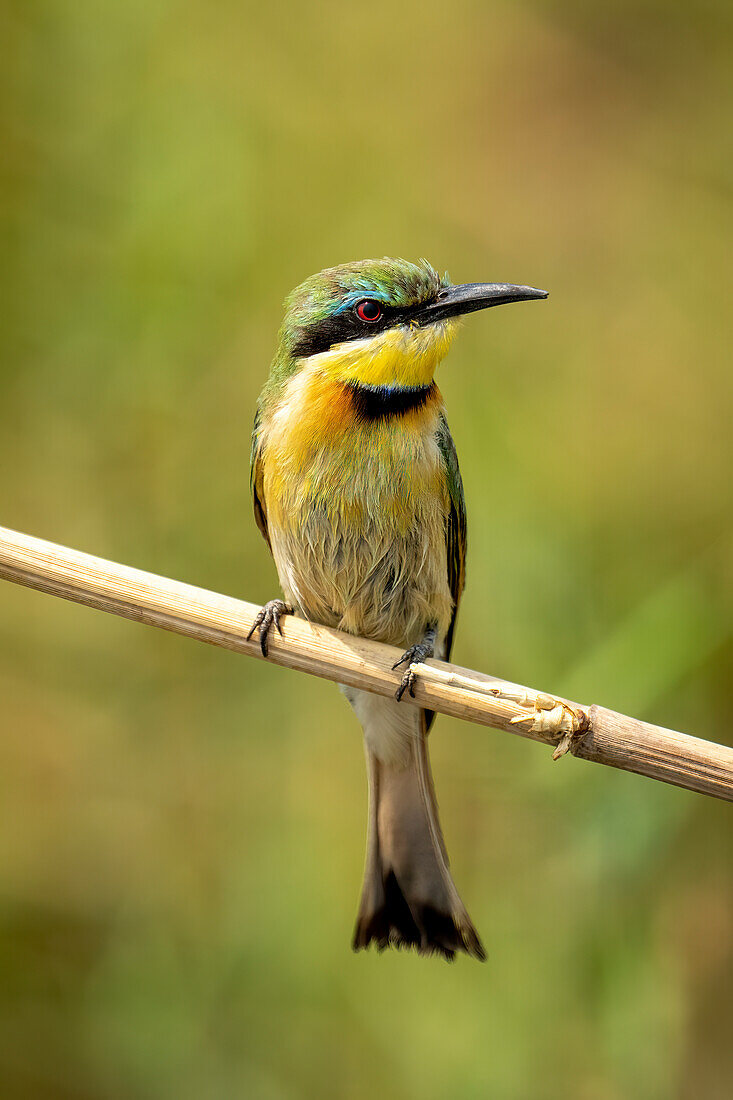 Close-up portrait of a Little bee-eater (Merops pusillus) with catchlight,perched on a diagonal twig in Chobe National Park,Chobe,Botswana