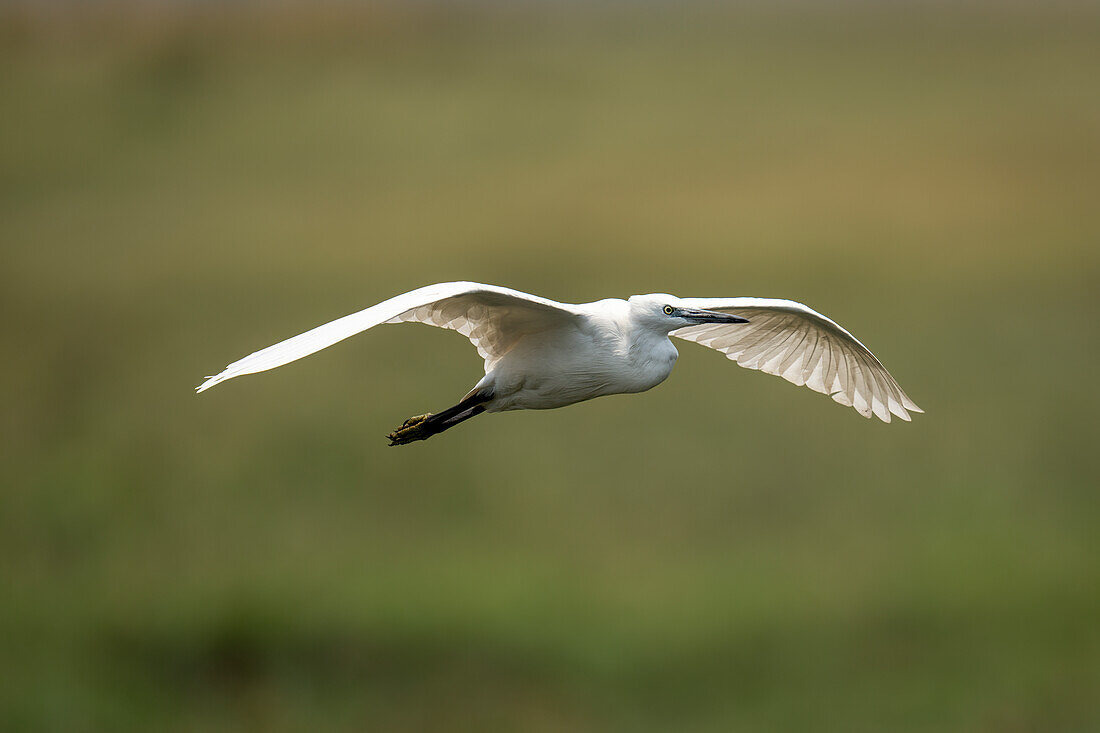 Nahaufnahme eines Silberreihers (Egretta garzetta), der mit ausgebreiteten Flügeln über die Flussaue gleitet, im Chobe-Nationalpark, Chobe, Botsuana