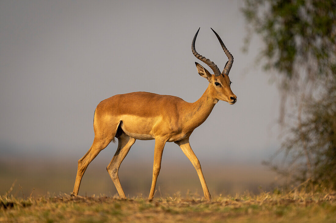 Close-up of a male common impala,(Aepyceros melampus) crossing the horizon on the savanna past a leafy bush in Chobe National Park,Chobe,Bostwana