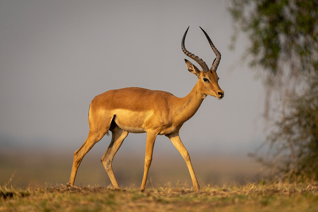 Nahaufnahme eines männlichen Impalas (Aepyceros melampus), der den Horizont in der Savanne überquert, vorbei an einem belaubten Busch im Chobe-Nationalpark, Chobe, Bostwana