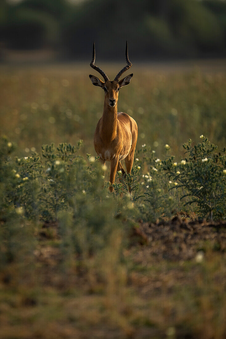 Close-up portrait of a male common impala,(Aepyceros melampus) standing among wild flowers on the savanna,staring at the camera in Chobe National Park,Chobe,Bostwana