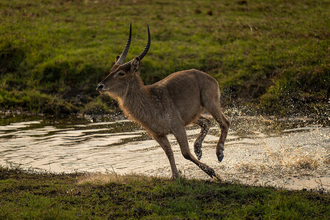 A male,common waterbuck (Kobus ellipsiprymnus) gallops through a shallow river onto a grassy bank,throwing up spray,Chobe National Park,Chobe,Botswana