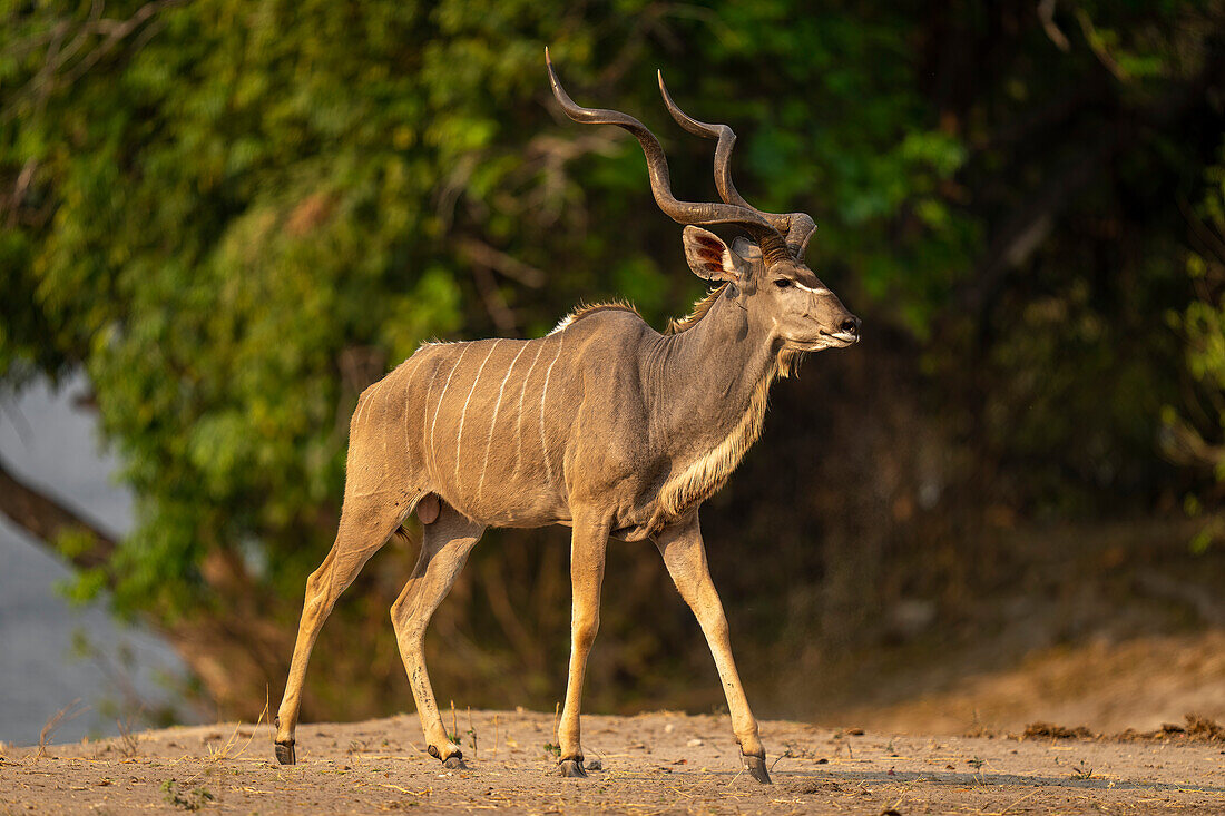 Close-up portrait of a male,greater kudu (Tragelaphus strepsiceros) walking down a wooded riverbank in Chobe National Park,Chobe,Bostwana