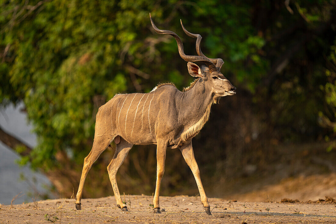 Nahaufnahme eines männlichen Großen Kudu (Tragelaphus strepsiceros), der an einem bewaldeten Flussufer entlangläuft, im Chobe-Nationalpark, Chobe, Bostwana