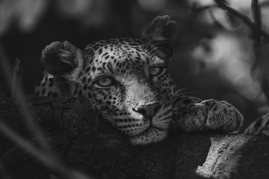 Mono shot of a close-up,portrait of a female leopard (Panthera pardus) lying in a tree in dappled sunlight with her chin resting on a tree branch,watching the camera in Chobe National Park,Chobe,Botswana