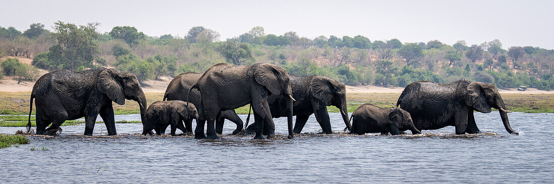 Panorama einer Herde afrikanischer Buschelefanten (Loxodonta africana), die im Wasser laufen und einen Fluss überqueren, im Chobe-Nationalpark, Chobe, Botswana