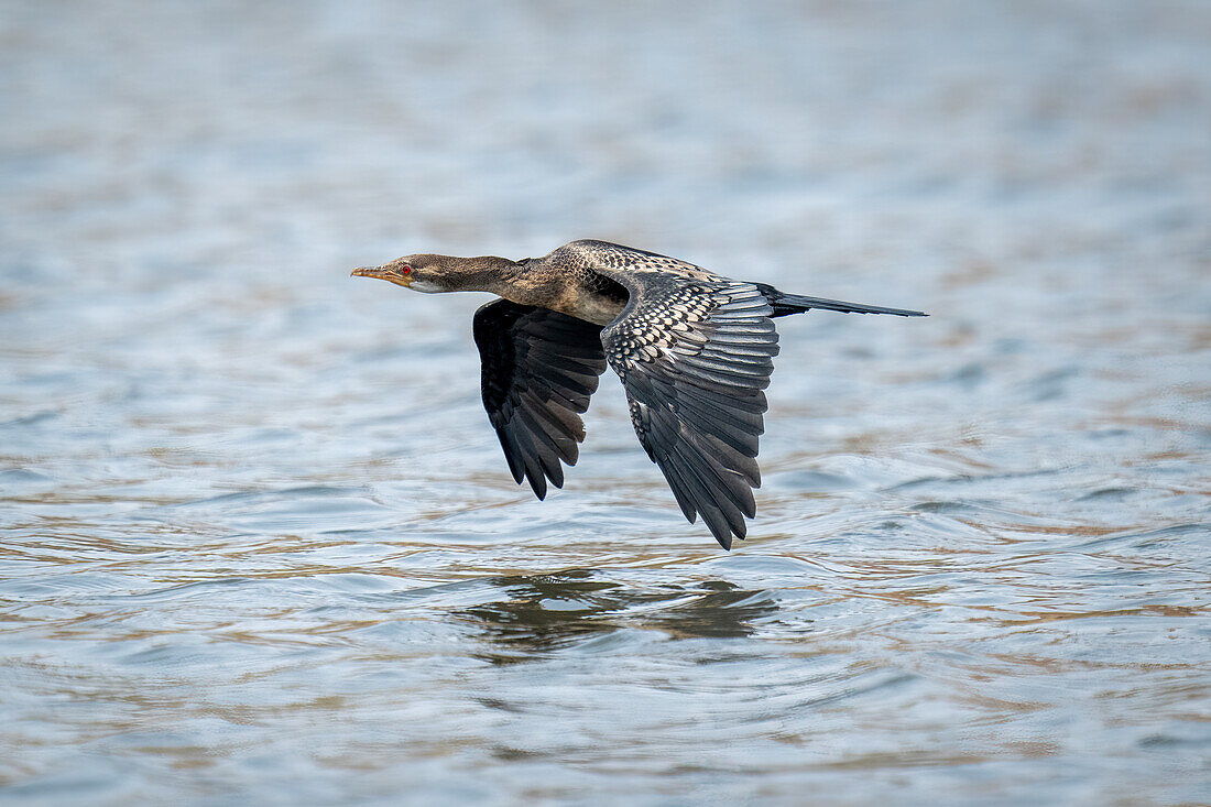 Nahaufnahme eines Schilfkormorans (Microcarbo africanus), der mit gesenkten Flügeln über einen ruhigen Fluss fliegt und sich auf der Wasseroberfläche spiegelt, Chobe-Nationalpark, Chobe, Botsuana