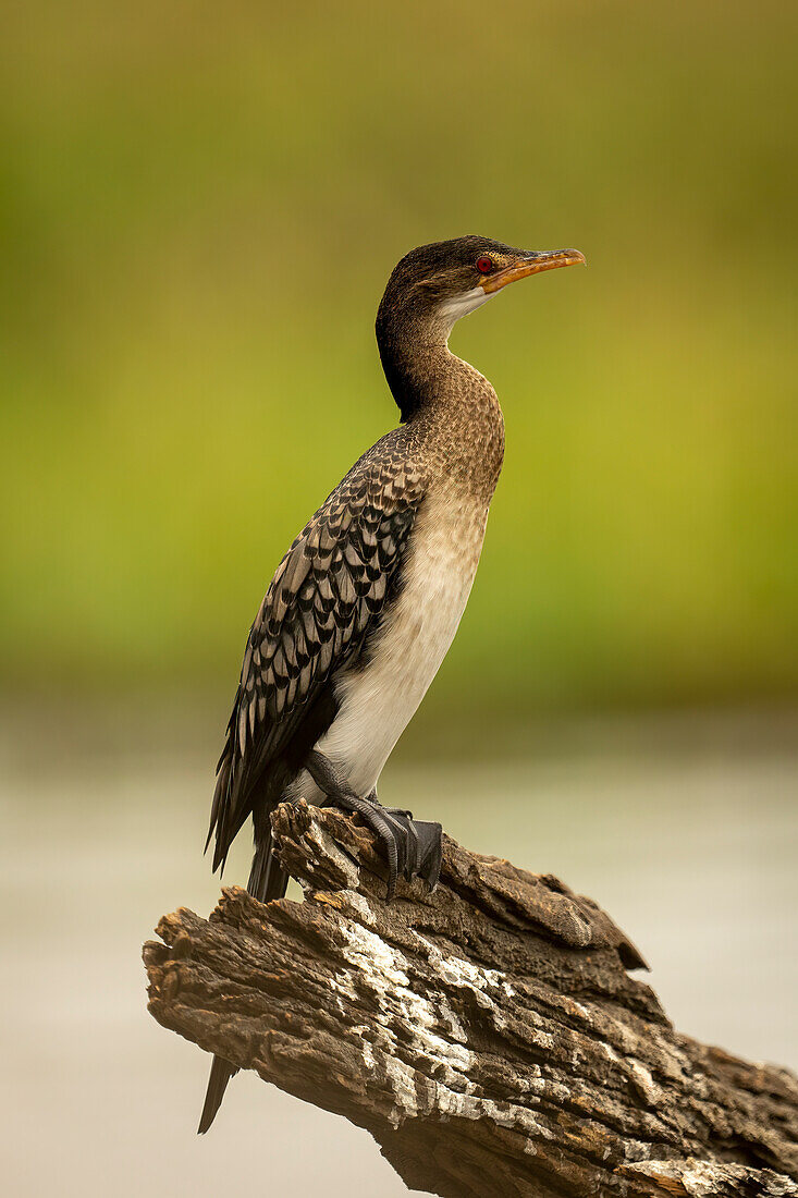 Close-up portrait of a reed cormorant,(Microcarbo africanus) standing on a guano stained log in a river,Chobe National Park,Chobe,Botswana
