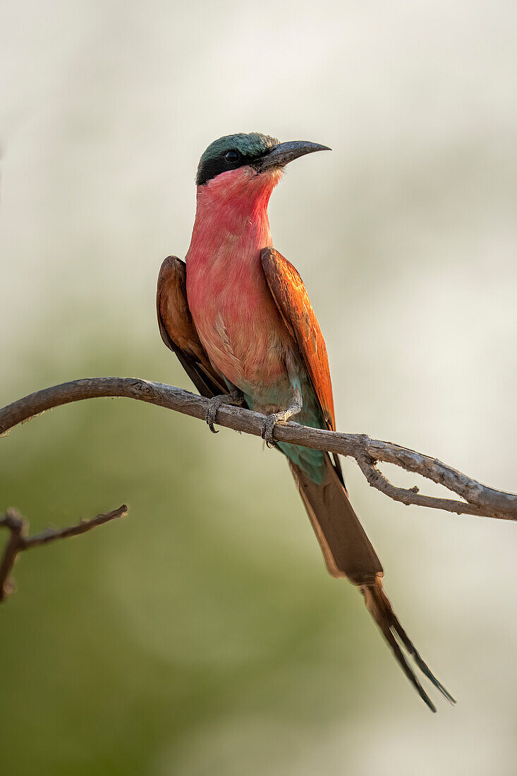 Nahaufnahme eines Südlichen Karminbienenfressers (Merops nubicoides), der auf einem Zweig sitzt und seinen Kopf dreht, Chobe-Nationalpark,Chobe,Botswana