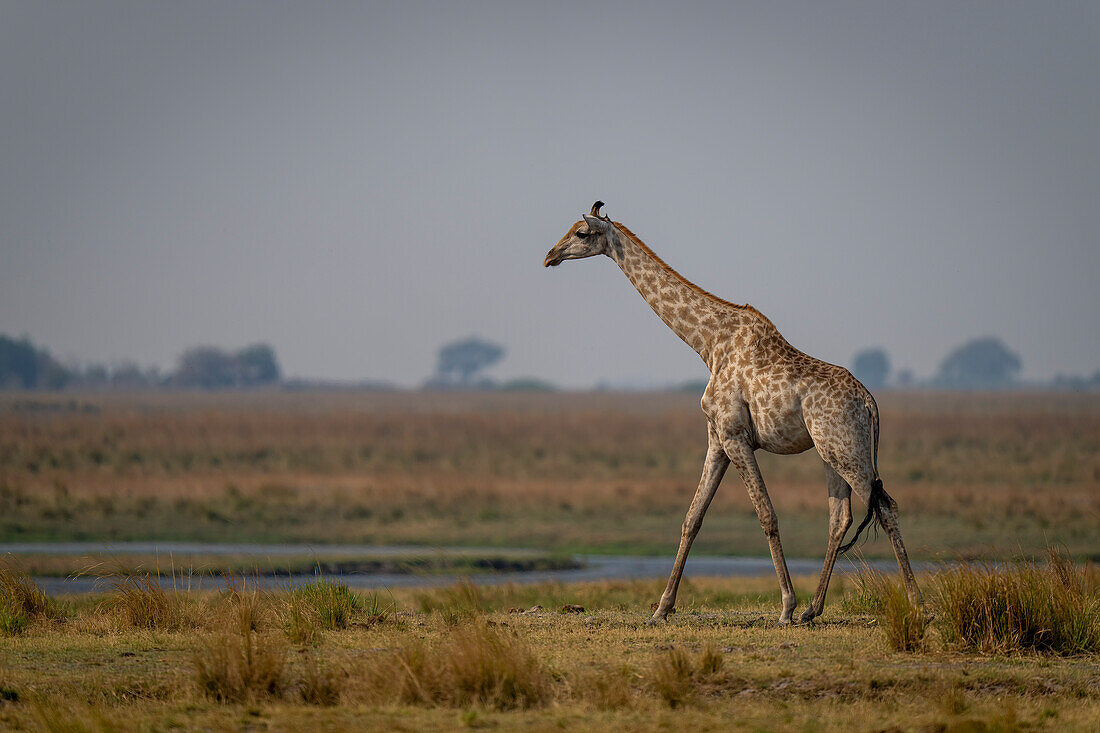 Eine Südliche Giraffe (Giraffa giraffa) läuft im Profil an einem Flussufer in der Savanne im Chobe-Nationalpark, Chobe, Botswana