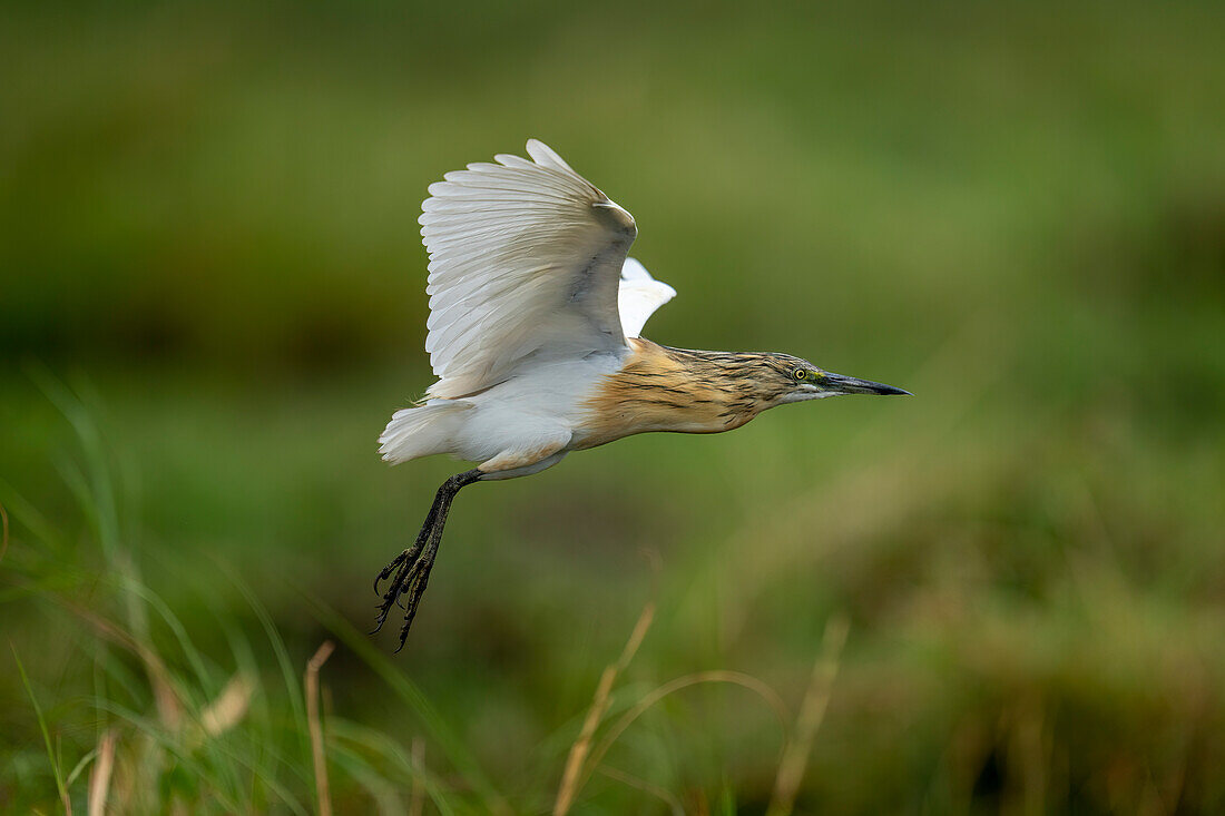 Close-up portrait of a squacco heron,(Ardeola ralloides) flies over grass in fordground in Chobe National Park,Chobe,Botswana