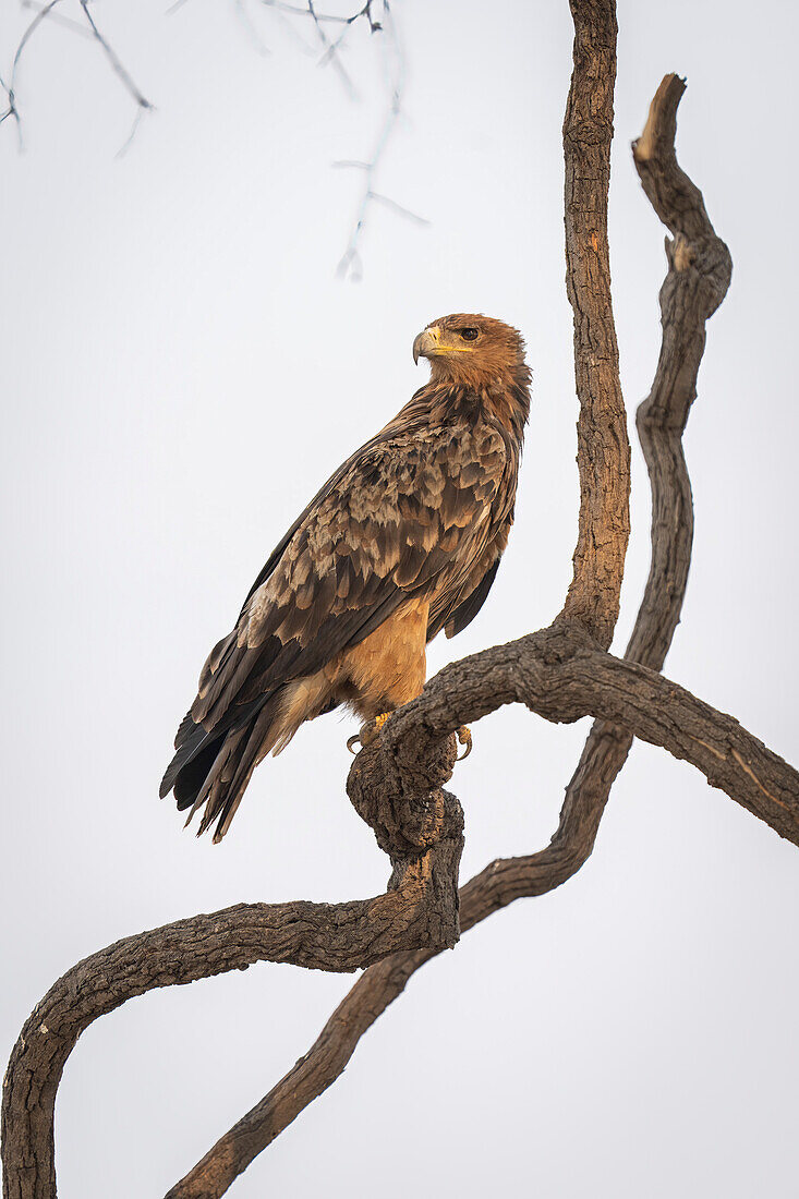 Close-up portrait of a tawny eagle (Aquila rapax) turns head,looking out as it stands on a twisted tree branch in Chobe National Park,Chobe,Botswana