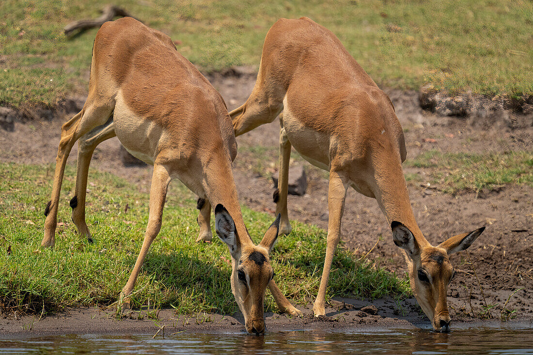 Nahaufnahme von zwei weiblichen Impalas (Aepyceros melampus) beim Trinken im Chobe-Nationalpark, Chobe, Botswana