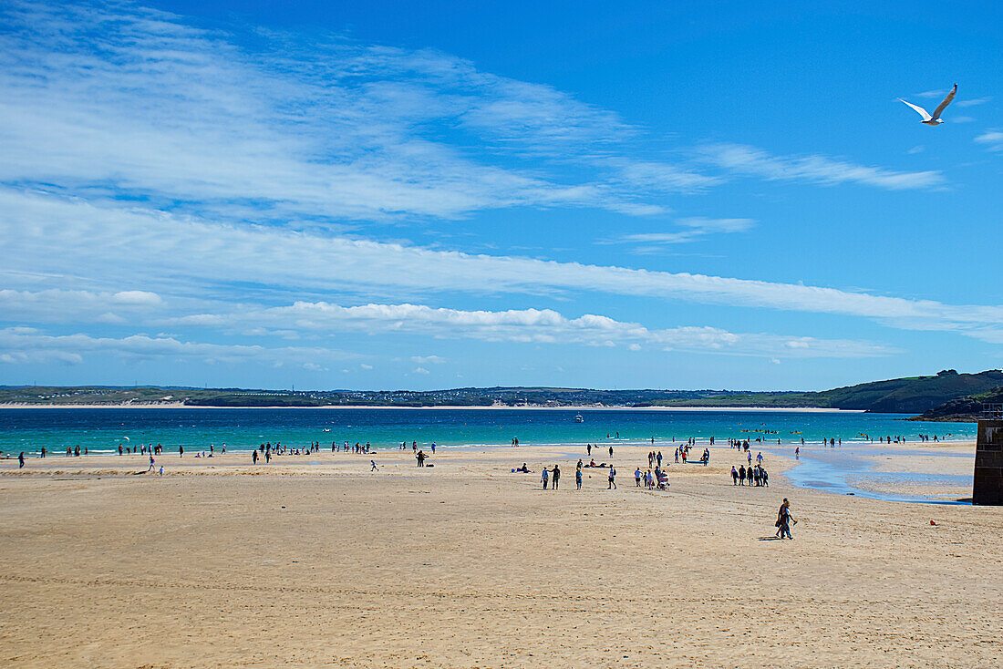 Harbour Beach with tourists and a seagull flying overhead,St. Ives,Cornwall,England