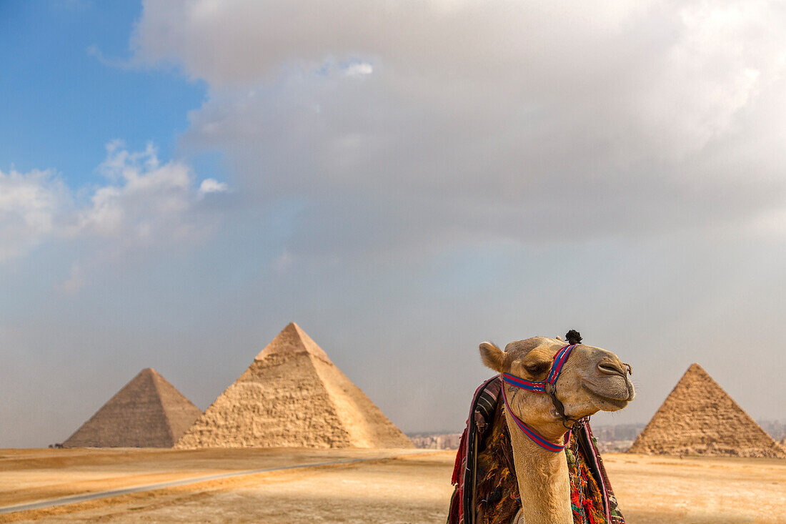 Nahaufnahme eines Kamels (Camelus) mit den Großen Pyramiden von Gizeh in der Ferne unter einem dramatischen Himmel, Gizeh, Kairo, Ägypten
