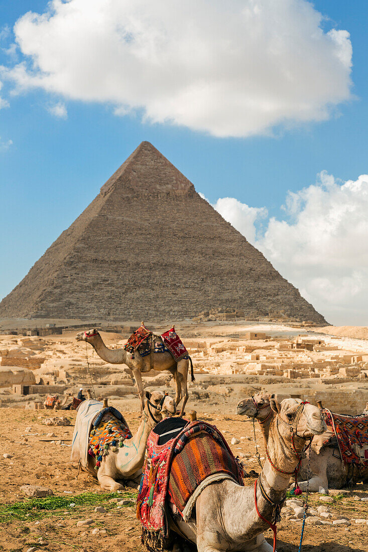 Kamele mit bunten Sätteln warten auf Touristen mit der Großen Pyramide von Gizeh in der Ferne, Gizeh, Kairo, Ägypten