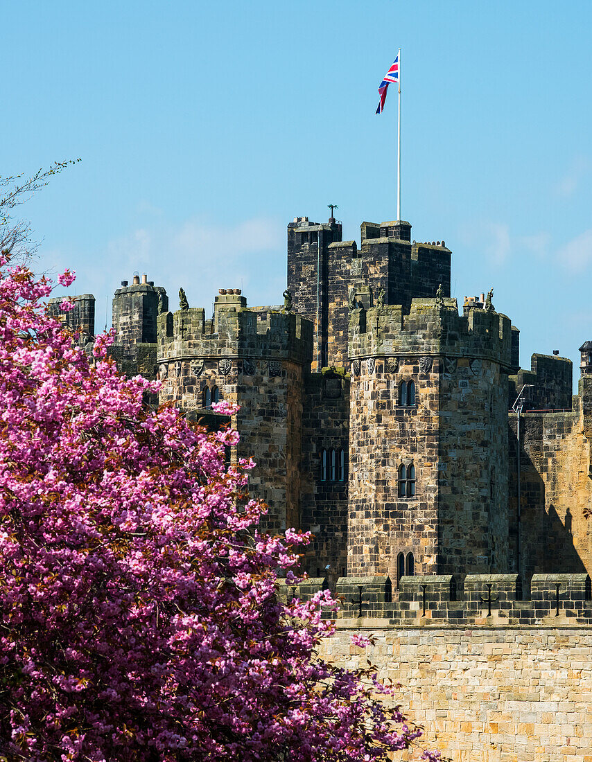 Pink cherry blossoms in front of the wall of Alnwick Castle,Northumberland,England