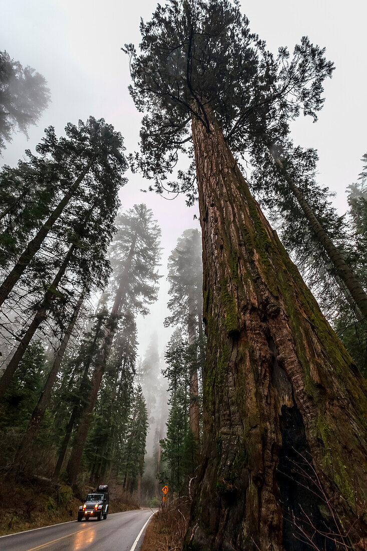 Jeep on General's Highway,Sequoia National Park,Visalia,California,United States of America