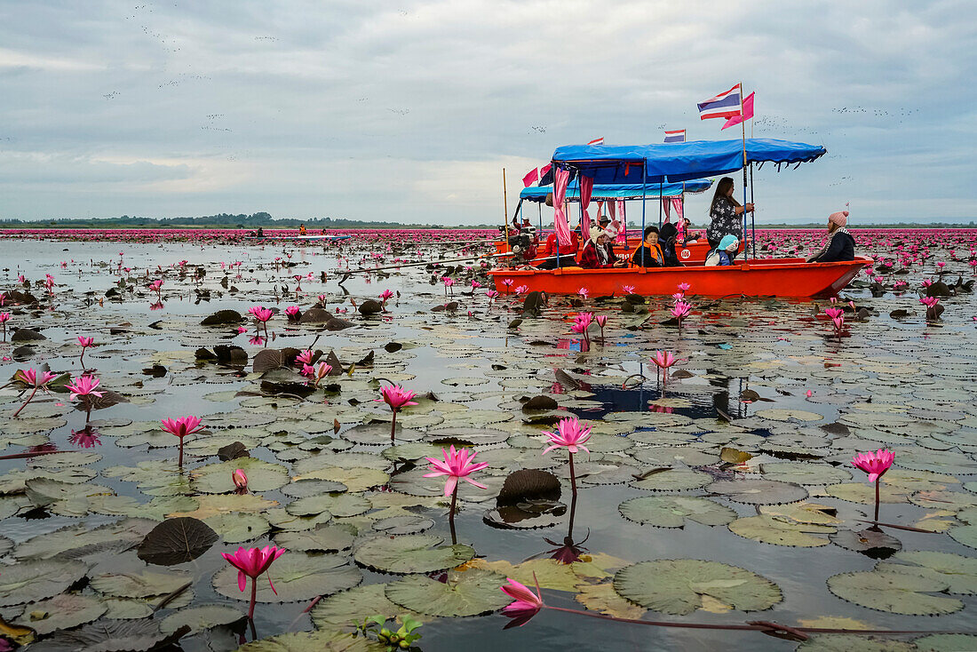 Tourists on Red Lotus Sea,Thailand