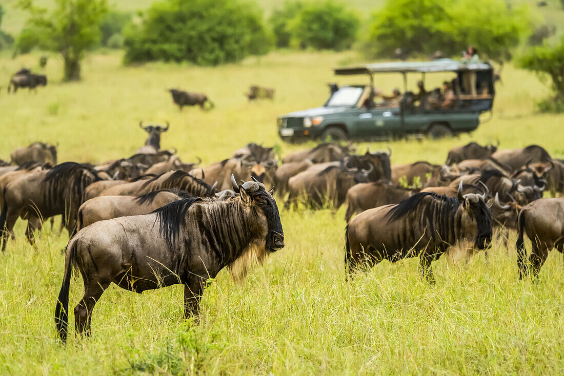 Herde von Streifengnus (Connochaetes taurinus) beim Grasen in der Savanne, während Touristen in einem Safari-Truck Fotos machen, Kenia