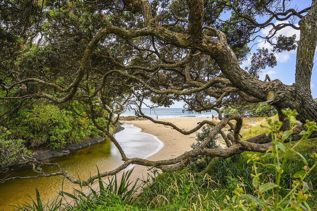 Langs Beach, mit den Ästen eines Baumes, die in Richtung eines Baches ragen, der von der Küste kommt, Nordinsel, Waipu, Northland Region, Neuseeland