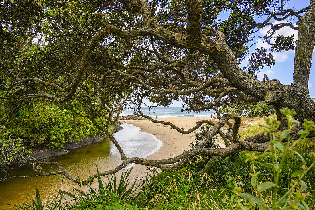 Langs Beach,with a tree's branches reaching out towards a creek coming into shore from the coast,North Island,Waipu,Northland Region,New Zealand