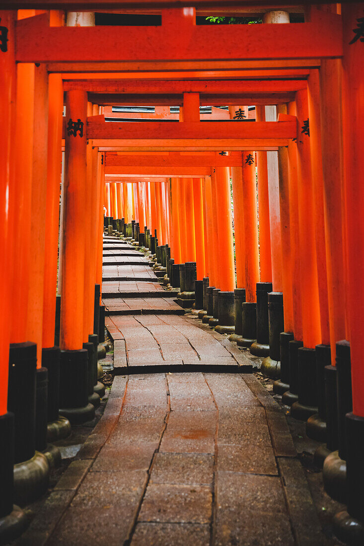 Torii-Tore von Fushimi Inari Taisha, Kyoto, Kansai, Japan