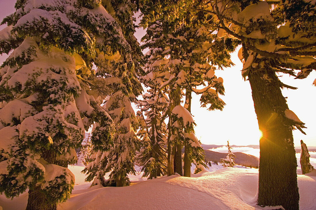 Schneebedeckte Bäume und Sonnenuntergang auf dem Mount Hood im Winter, Mount Hood National Forest, Oregon, Vereinigte Staaten von Amerika