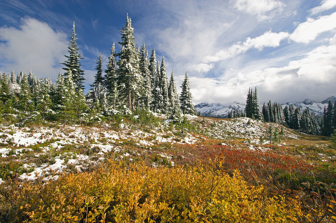 Autumn coloured foliage and a skiff of snow on Mount Rainier,Mount Rainier National Park,Washington,United States of America