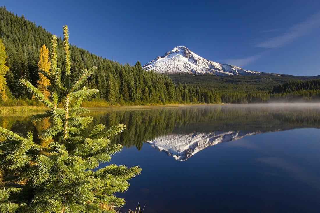 Mount Hood reflected into a tranquil Trillium Lake with mist over the surface of the water along the shoreline with a pine tree in the foreground,Mount Hood National Forest,Oregon,United States of America