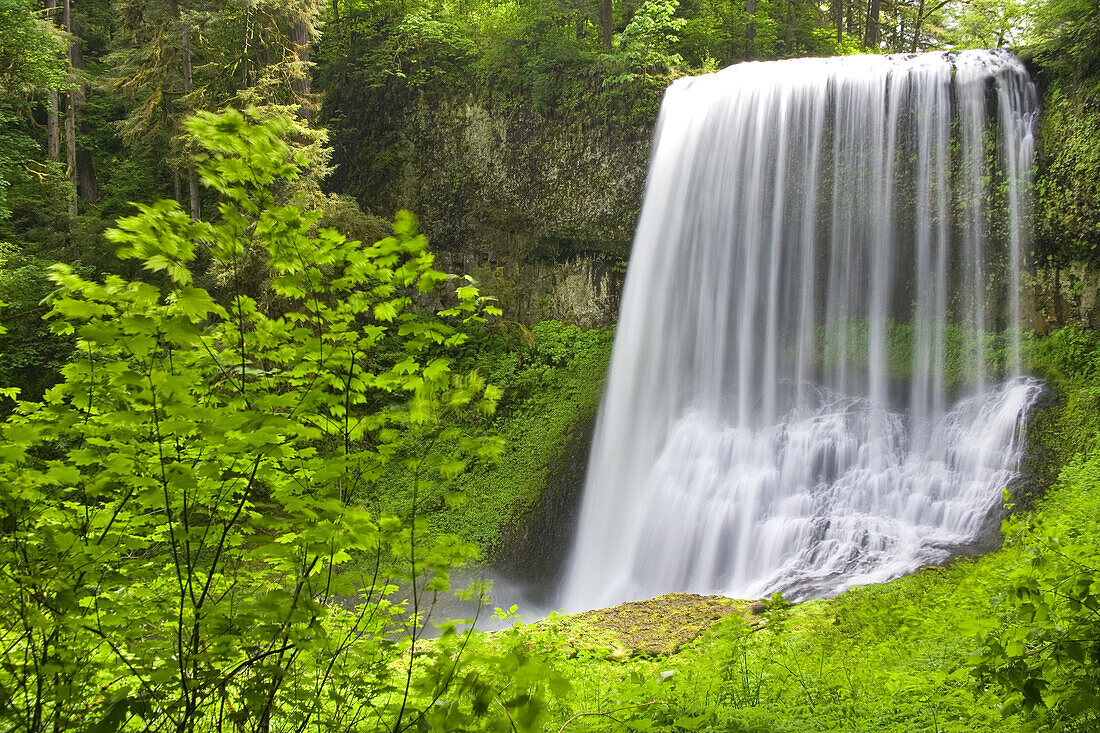Wasserfälle im Silver Falls State Park, umgeben von üppig grünem Laub,Oregon,Vereinigte Staaten von Amerika