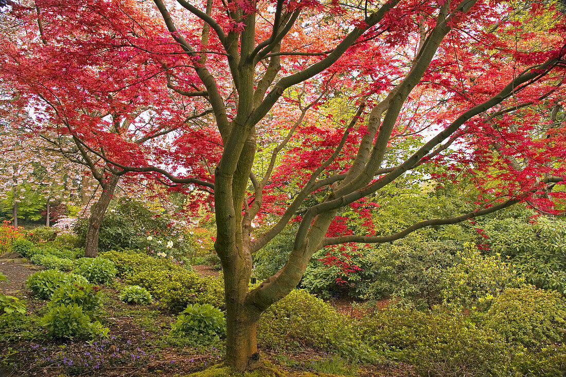 Red foliage on a large tree in Crystal Springs Rhododendron Garden,Portland,Oregon,United States of America