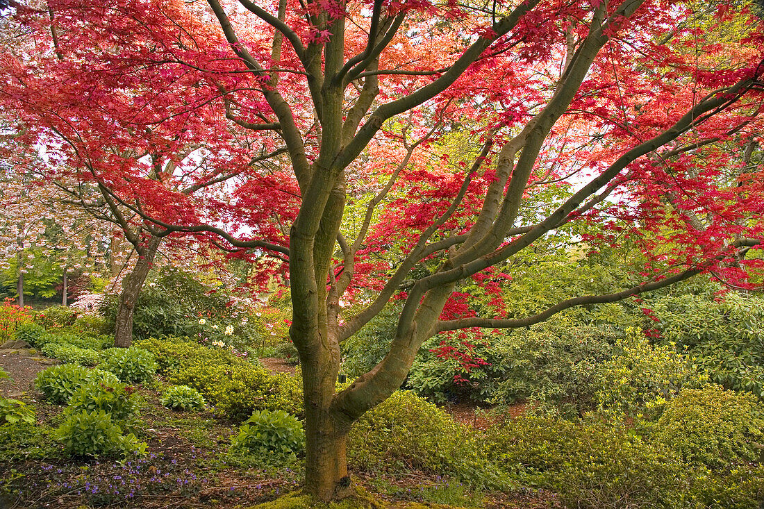 Rotes Laub an einem großen Baum im Crystal Springs Rhododendron Garden, Portland, Oregon, Vereinigte Staaten von Amerika