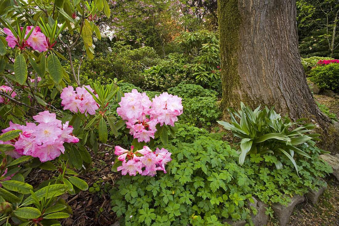Blühende rosa Rhododendren,Crystal Springs Rhododendron Garden,Portland,Oregon,Vereinigte Staaten von Amerika